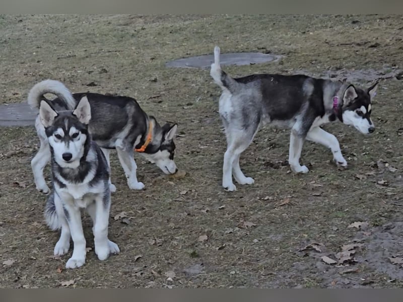 Husky - Mix Welpen
