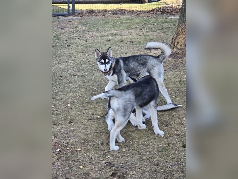 Husky - Mix Welpen
