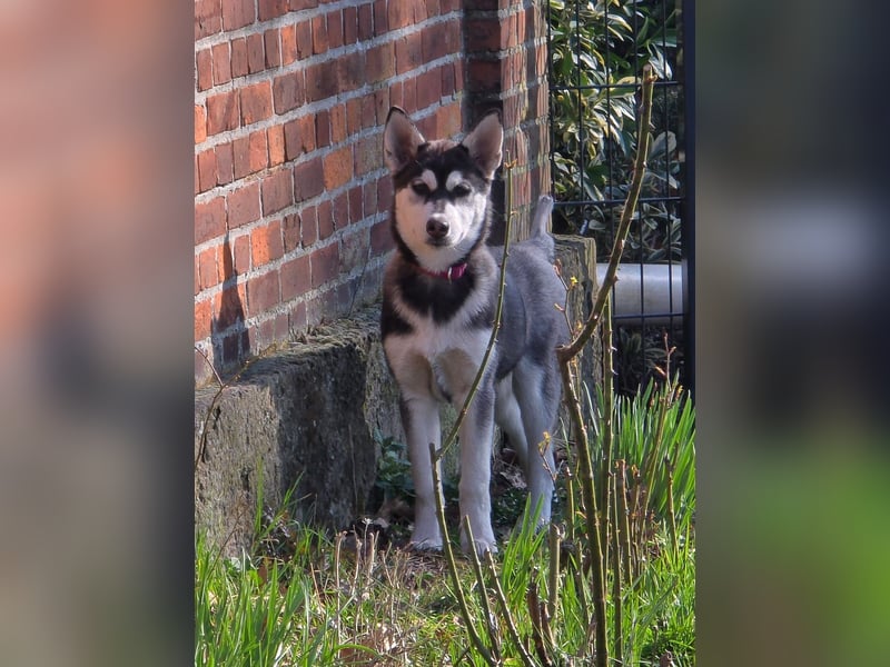 Husky - Mix Welpen