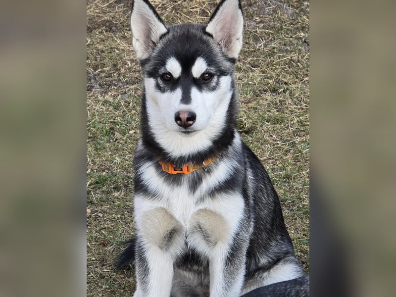 Husky - Mix Welpen