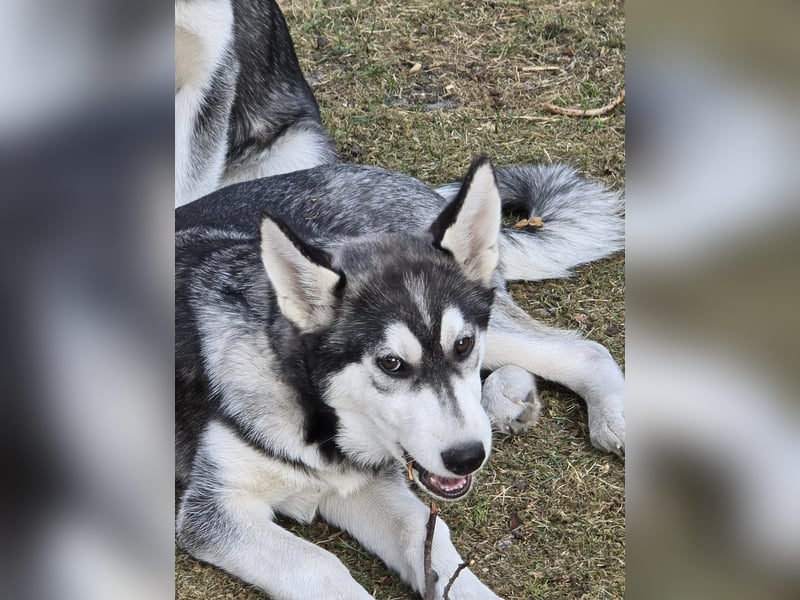 Husky - Mix Welpen