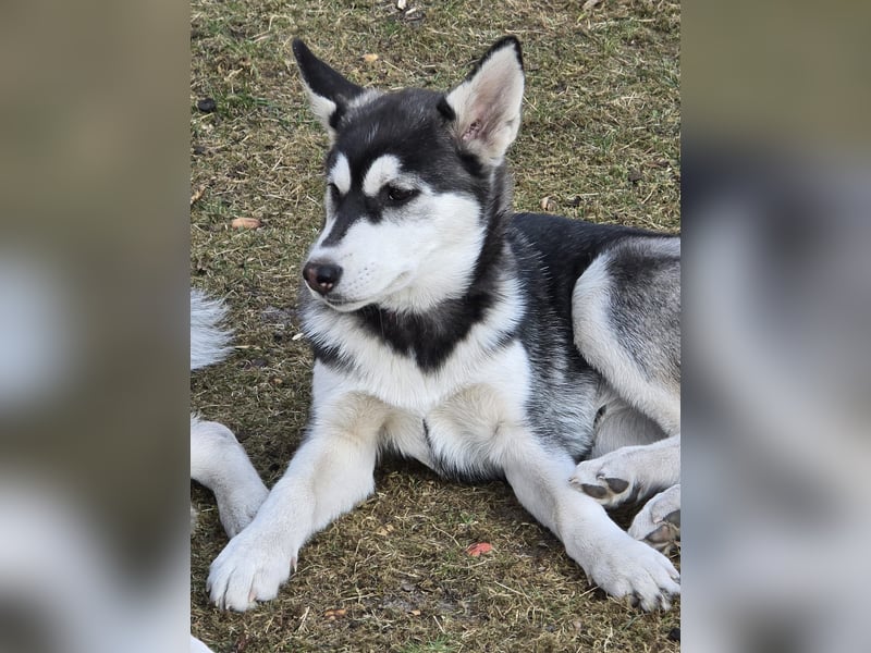 Husky - Mix Welpen