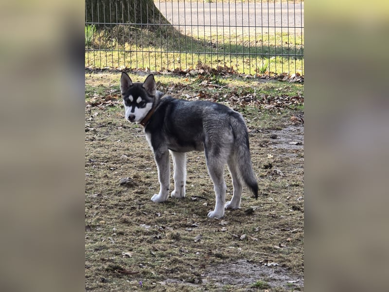 Husky - Mix Welpen