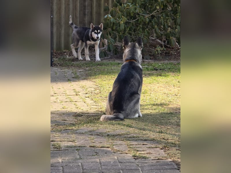 Husky - Mix Welpen