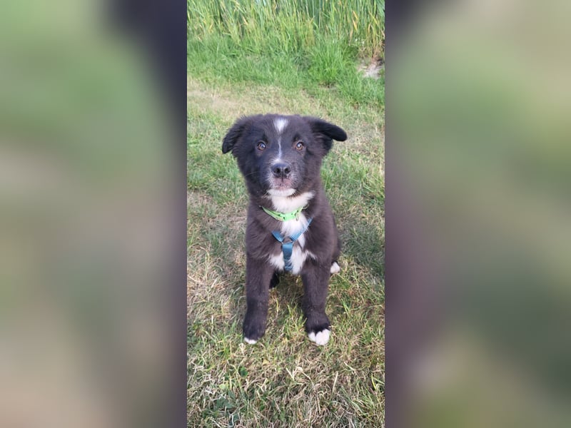 Australian Shepherd Husky mix