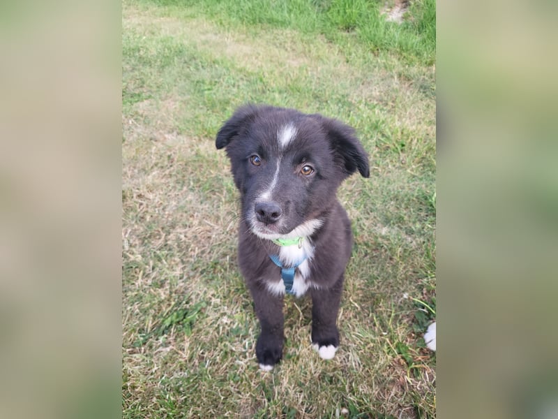 Australian Shepherd Husky mix