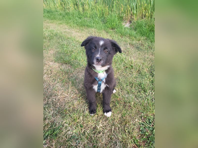 Australian Shepherd Husky mix