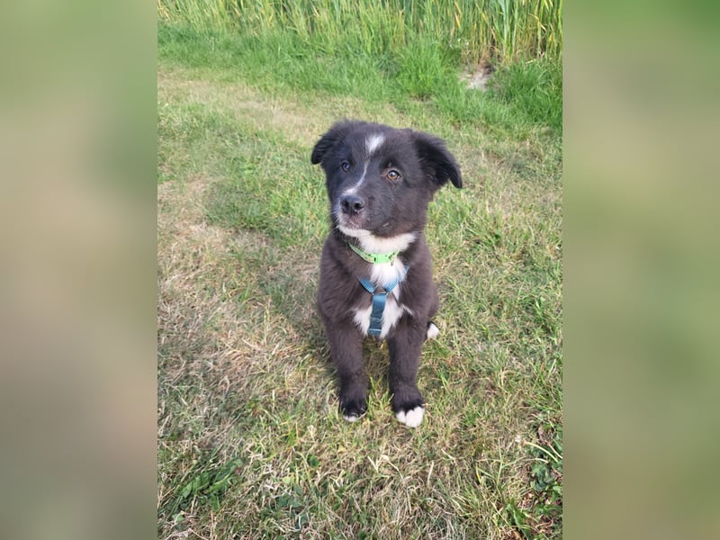 Australian Shepherd Husky mix