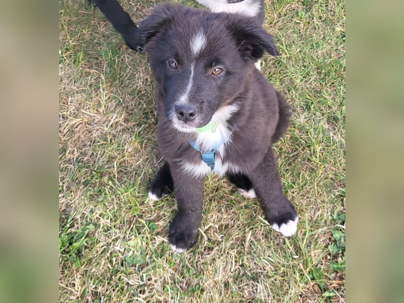 Australian Shepherd Husky mix