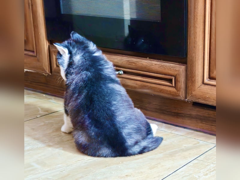 FCI Pedigree Blue Eyed Black & White Siberian Husky 