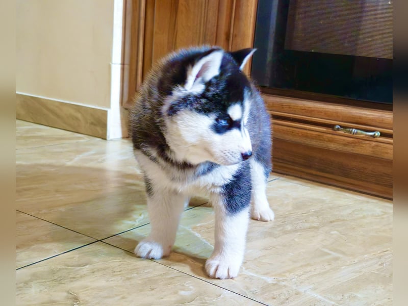 FCI Pedigree Blue Eyed Black & White Siberian Husky 