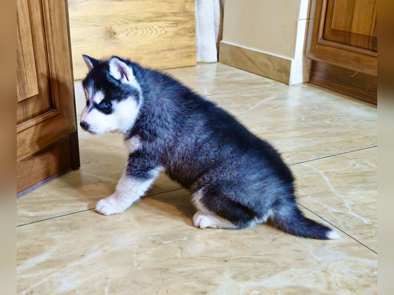 FCI Pedigree Blue Eyed Black & White Siberian Husky 