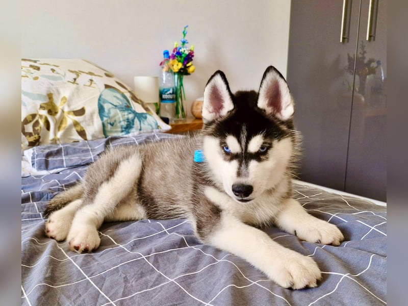 FCI Pedigree Blue Eyed Black & White Siberian Husky 