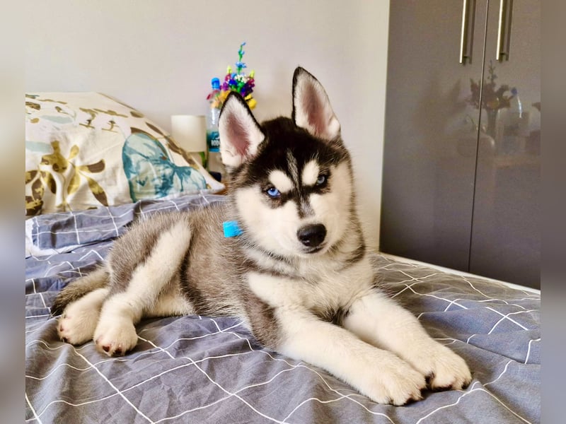FCI Pedigree Blue Eyed Black & White Siberian Husky 