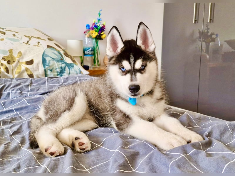 FCI Pedigree Blue Eyed Black & White Siberian Husky 