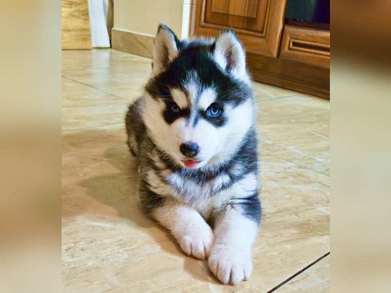 FCI Pedigree Blue Eyed Black & White Siberian Husky 
