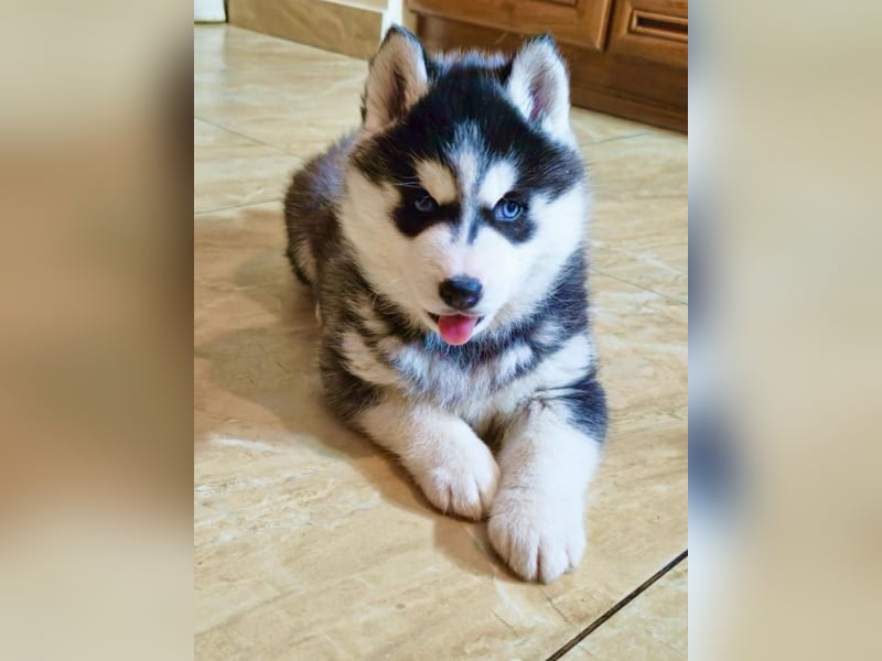 FCI Pedigree Blue Eyed Black & White Siberian Husky 