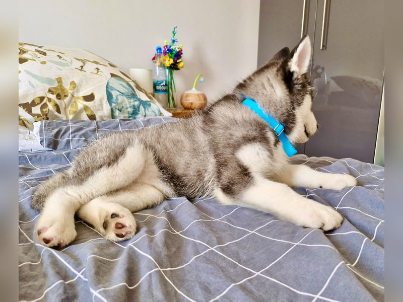 FCI Pedigree Blue Eyed Black & White Siberian Husky 