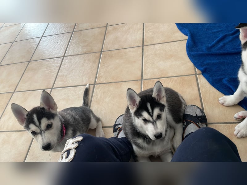 Reinrassige Sibirien Husky Welpen
