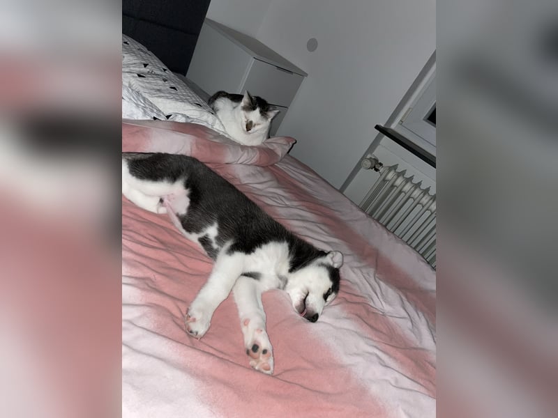 Reinrassige Sibirien Husky Welpen