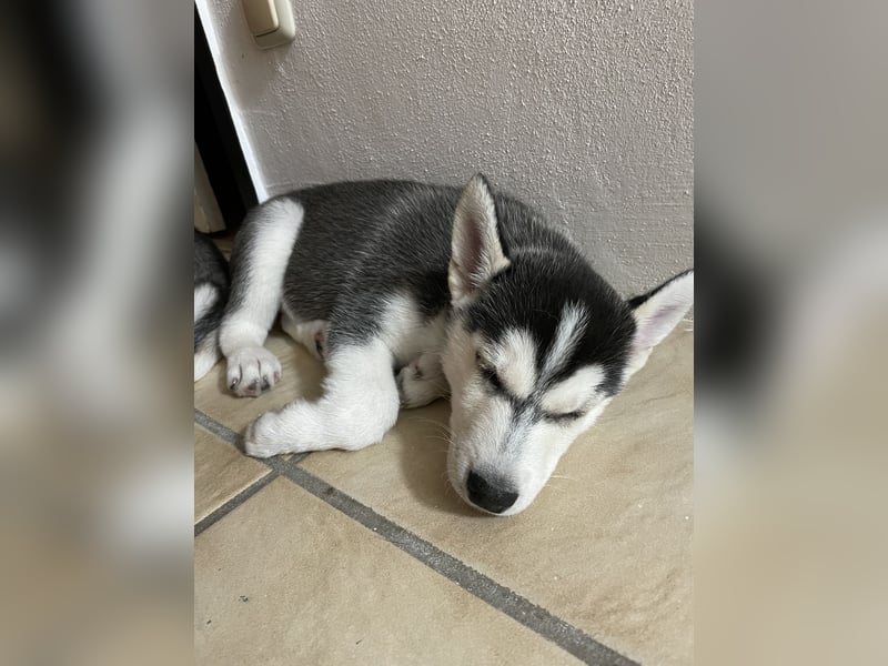Reinrassige Sibirien Husky Welpen