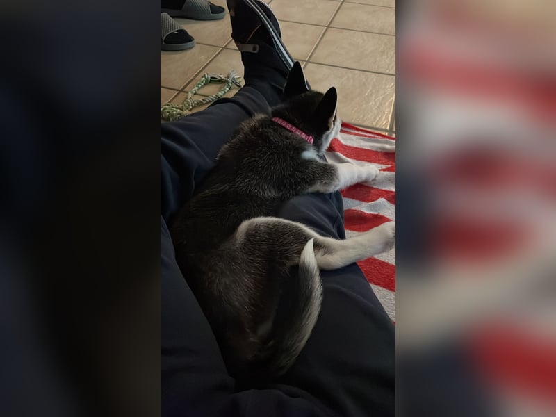 Reinrassige Sibirien Husky Welpen