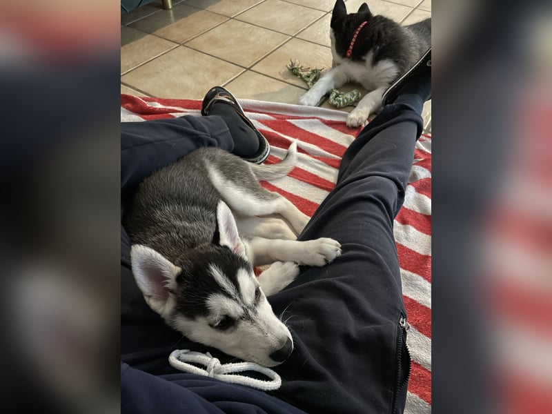 Reinrassige Sibirien Husky Welpen
