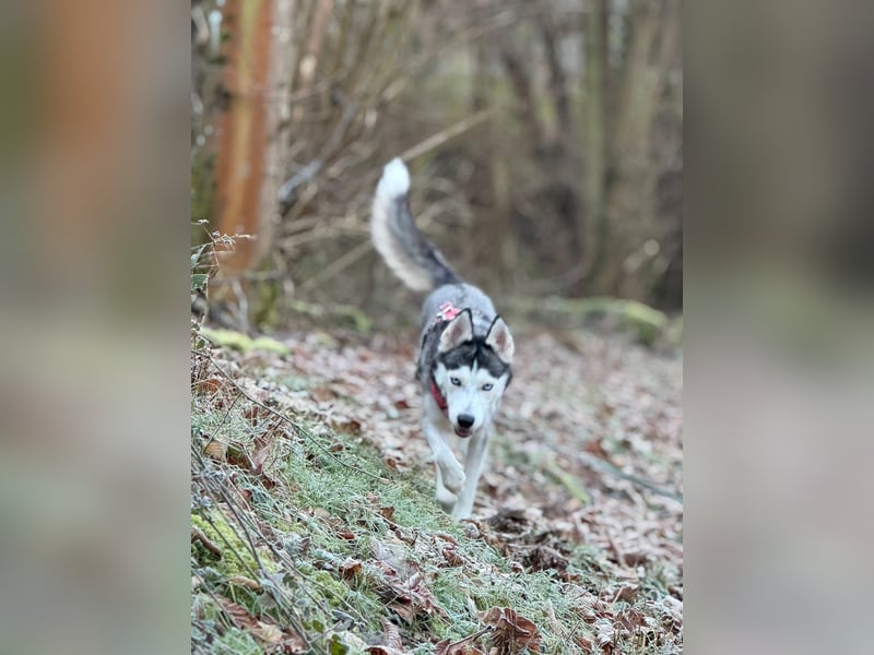 Reinrassige Sibirien Husky Welpen