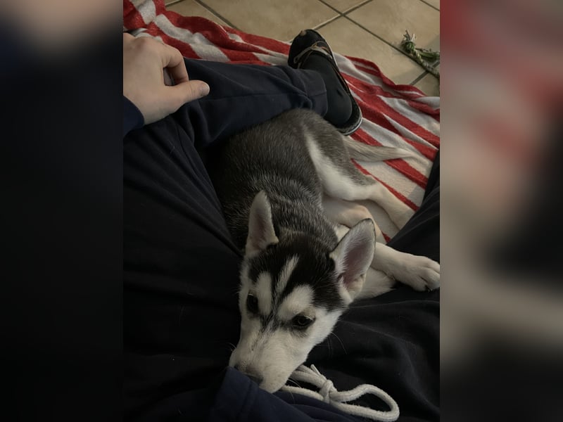 Reinrassige Sibirien Husky Welpen