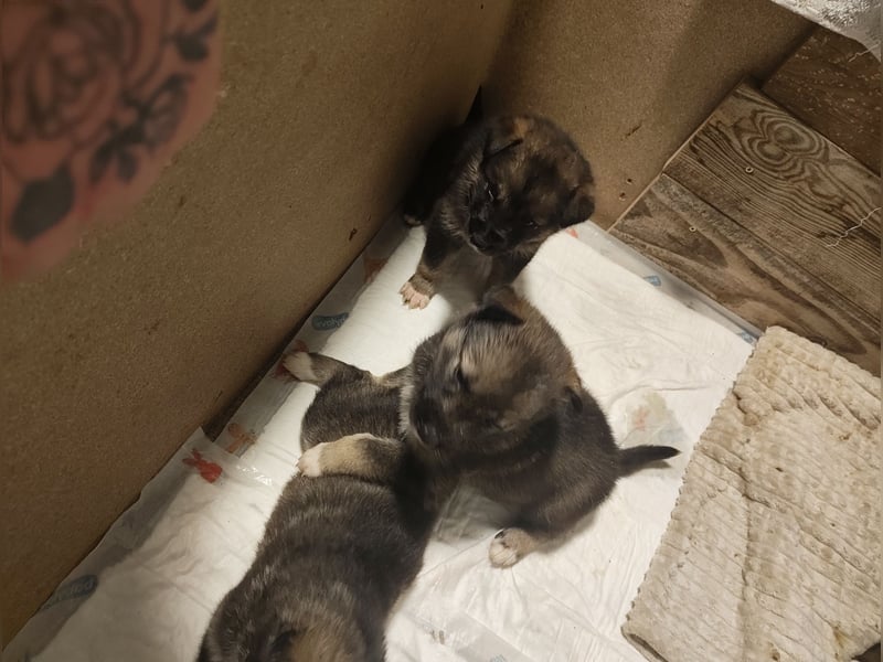 Husky x Mini Australian Shepard