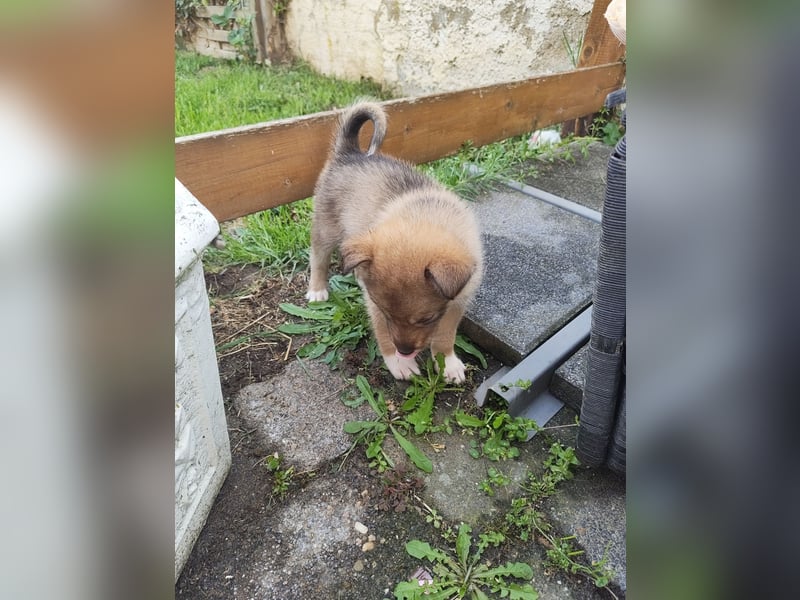 Husky x Mini Australian Shepard