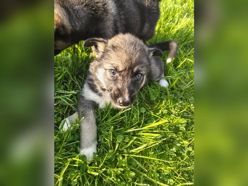 Husky x Mini Australian Shepard