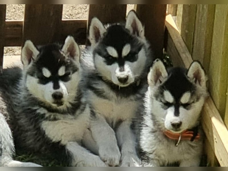 Siberian Husky Welpen  FCI/KZS aus über 30-jähriger  Zucht
