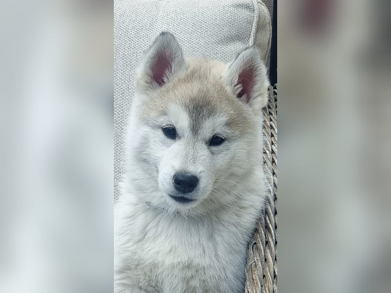 Siberian Husky Welpen  FCI/KZS aus über 30-jähriger  Zucht