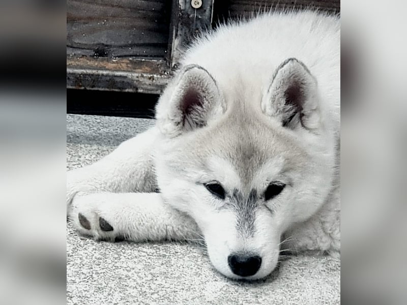 Siberian Husky Welpen  FCI/KZS aus über 30-jähriger  Zucht