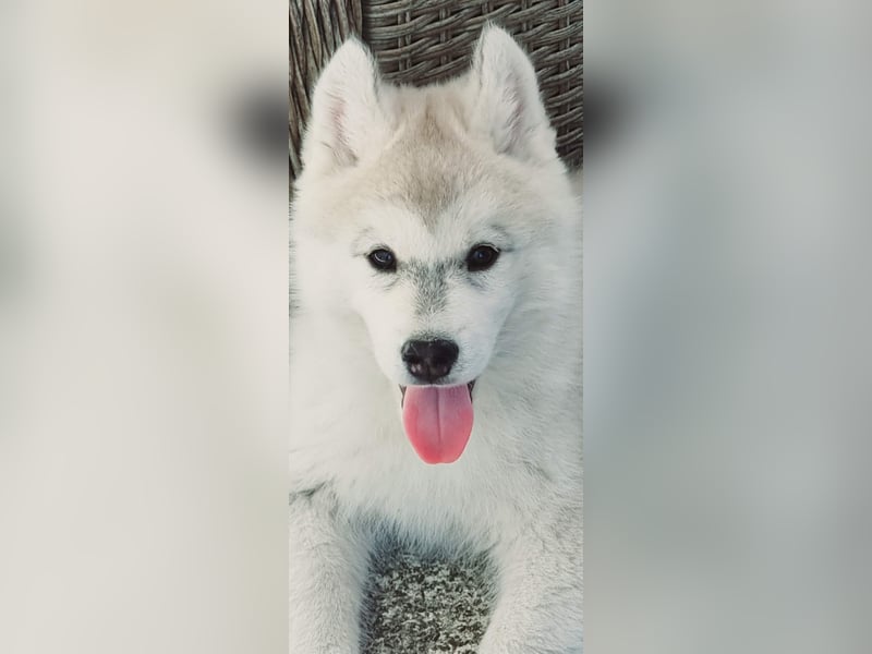 Siberian Husky Welpen  FCI/KZS aus über 30-jähriger  Zucht