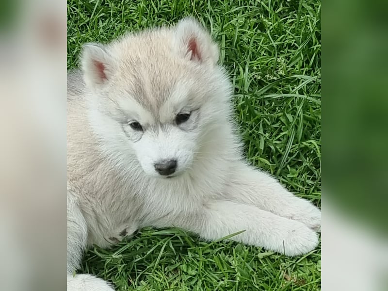 Siberian Husky Welpen  FCI/KZS aus über 30-jähriger  Zucht