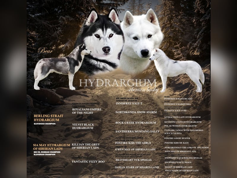 Siberian Husky Welpen  FCI/KZS aus über 30-jähriger  Zucht