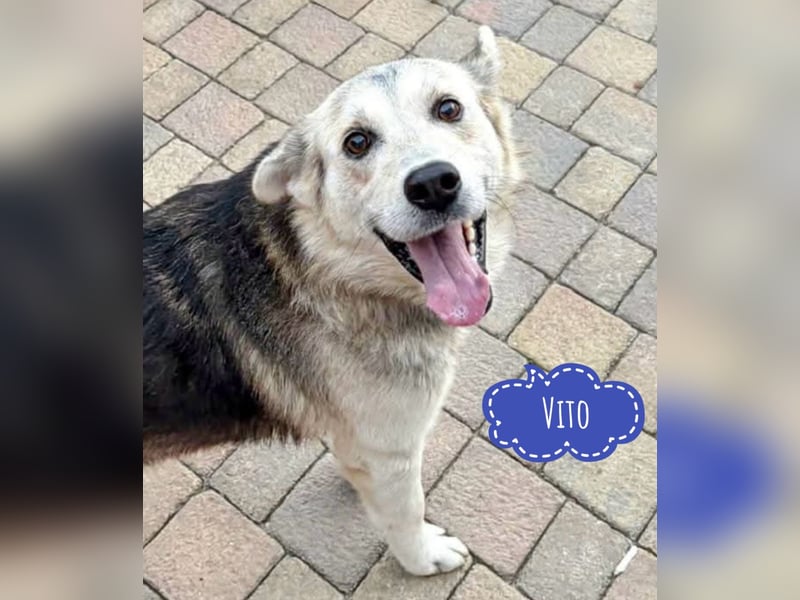 Vito - eine Seele von Hund