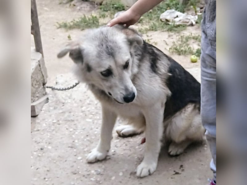Vito - eine Seele von Hund