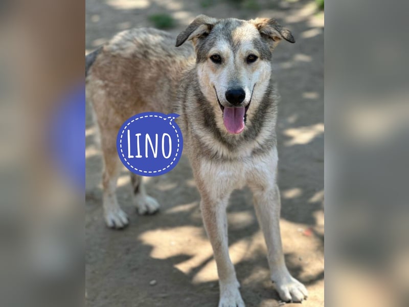 Lino ein Traumwesen
