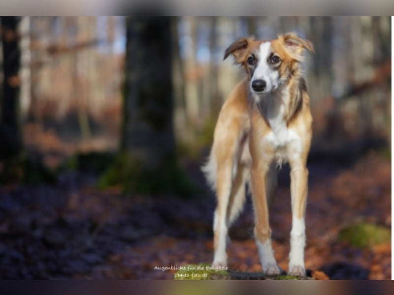 Silken Windsprite Welpen