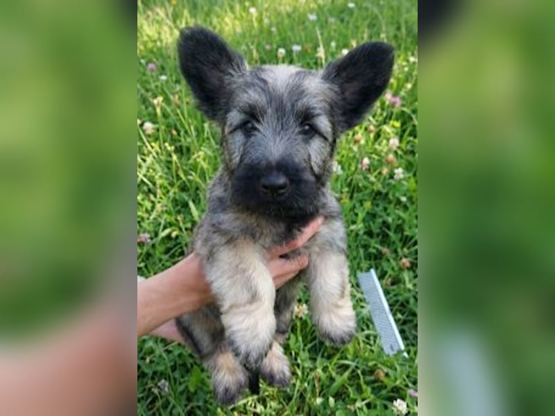 Skye Terrier Welpen