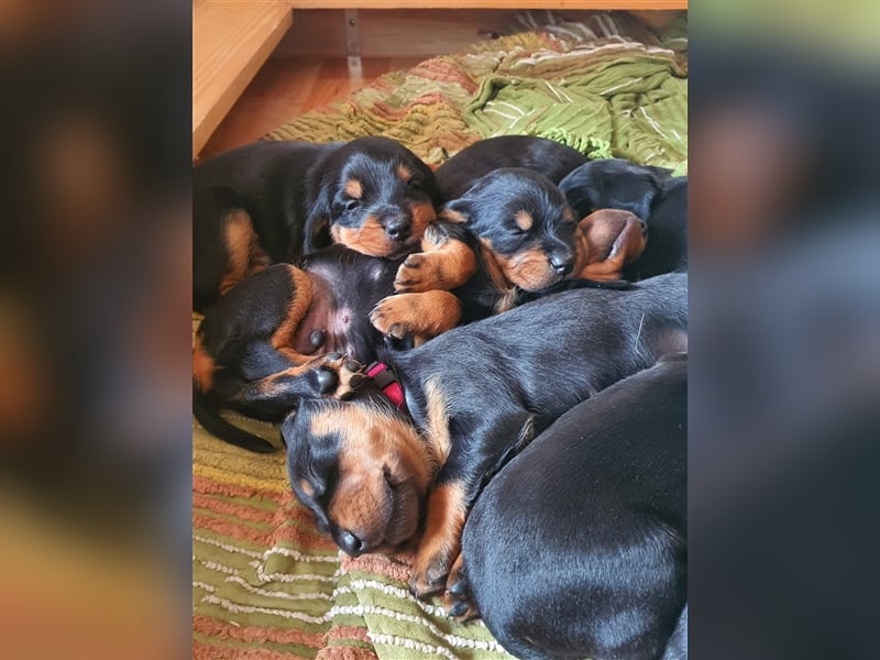 Schwarzwildbracke/Deutschdrahthaarwelpen suchen zu Hause