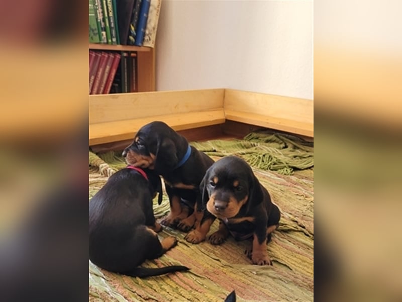 Schwarzwildbracke/Deutschdrahthaarwelpen suchen zu Hause