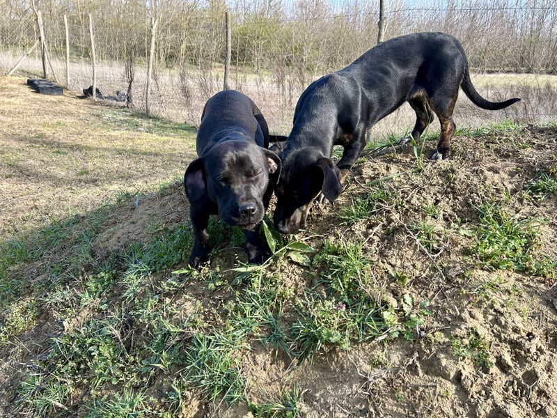 Lotti möchte geliebt werden.