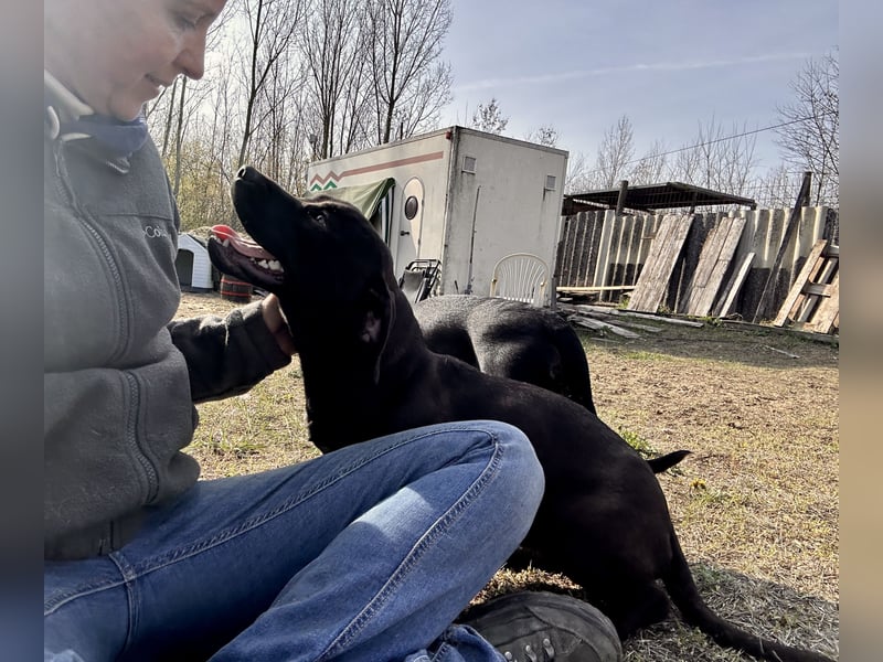 Alissa sucht ein schönes Zuhause.