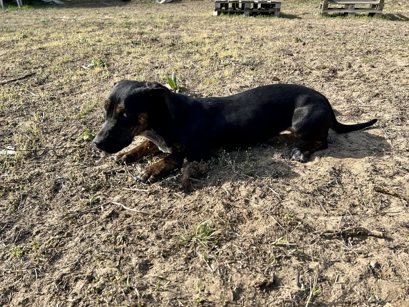 Lotti möchte geliebt werden.