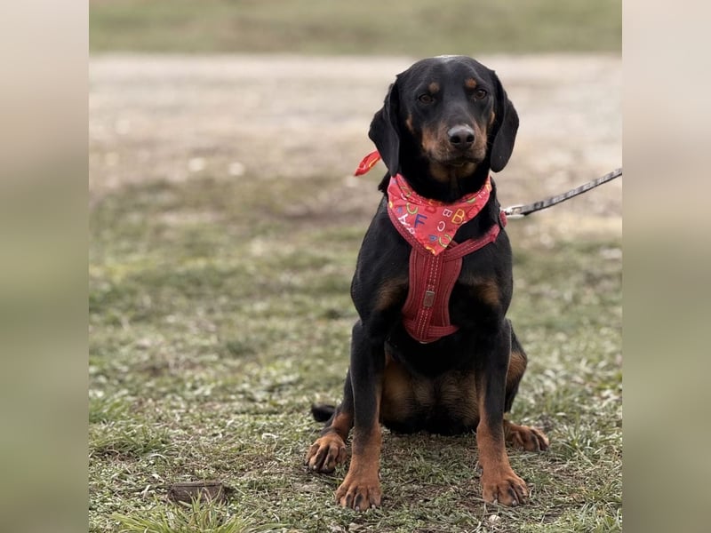 Mina - Lebensfreude eingesperrt im Zwinger