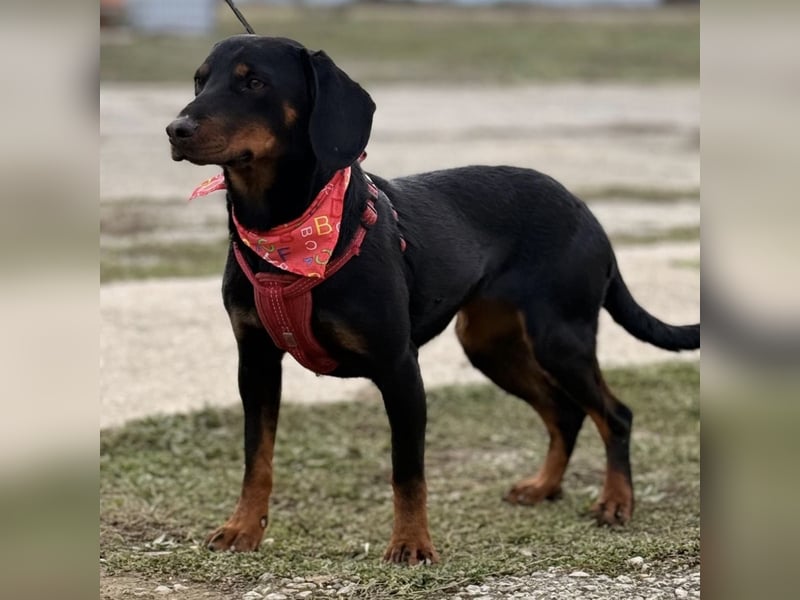 Mina - Lebensfreude eingesperrt im Zwinger
